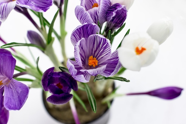 Postal de primavera Los azafranes son de color púrpura y blanco sobre un fondo blanco.