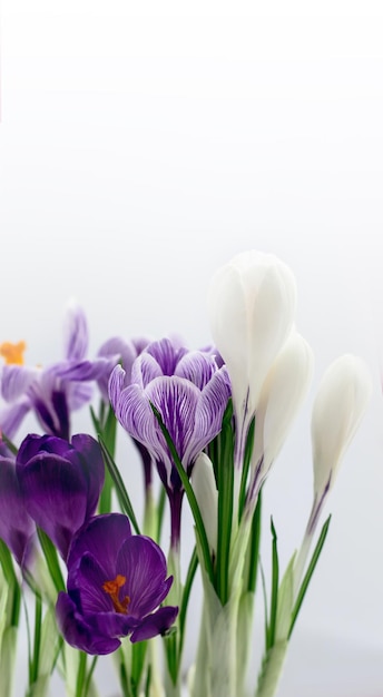 Postal de primavera con espacio para texto Folet y azafranes blancos sobre un fondo blanco Vista lateral