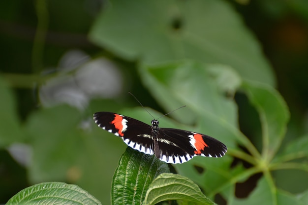 Postbote Schmetterling (heliconius melpomene) ruht auf einem Blatt