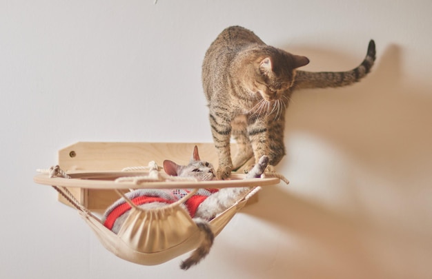 Poste de arranhar gato montado na parede em quarto moderno para animal de estimação na parede branca decoração elegante para dono de gato com espaço de cópia