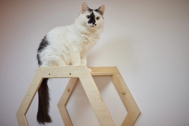 Poste de arranhar gato montado na parede em quarto moderno para animal de estimação na parede branca decoração elegante para dono de gato com espaço de cópia