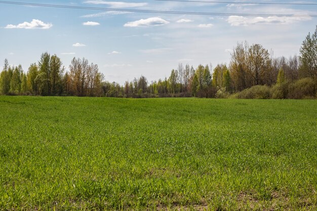 Poste de electricidad en un campo de primavera verde