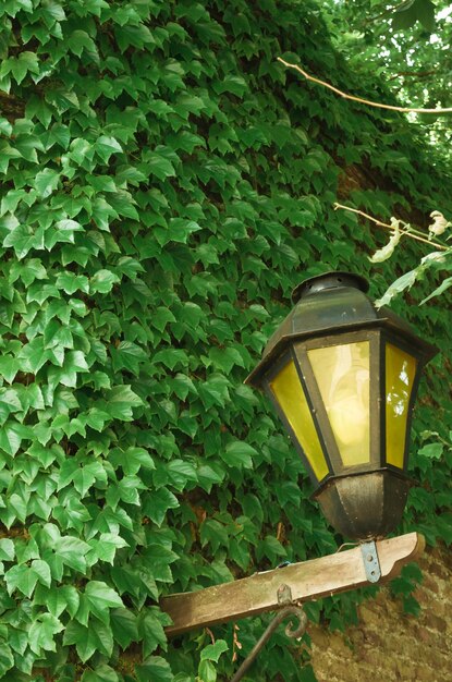 Un poste de luz está frente a una pared cubierta de hiedra verde.