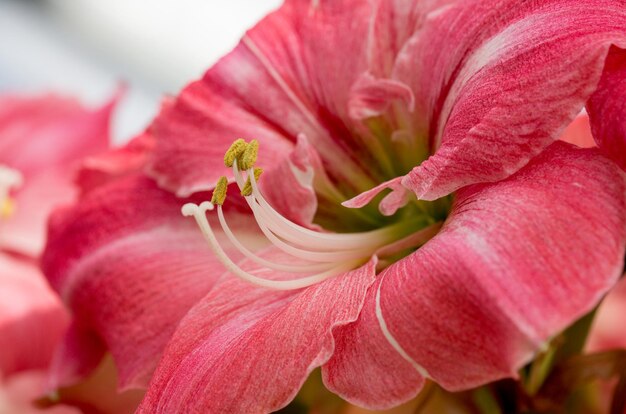 Foto póster de primer plano del hipeastrum rosado