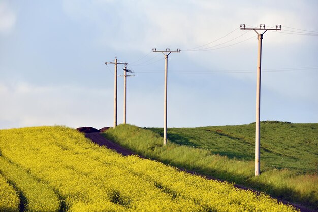 Los postes de electricidad en un campo agrícola