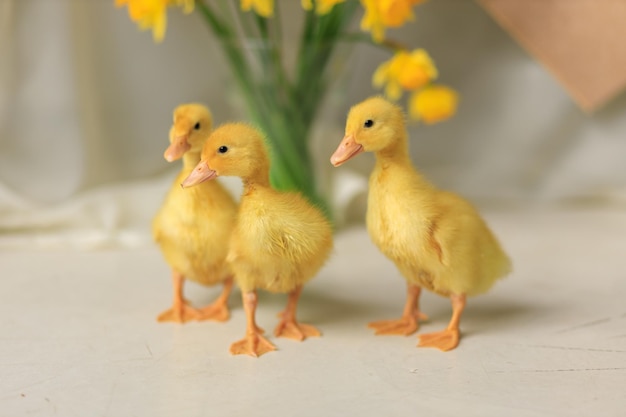 Postkarte mit drei kleinen süßen Enten mit Tieren für Ostern