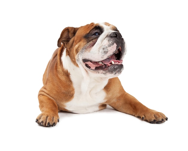 Postura Descontraída de Bulldog Inglês