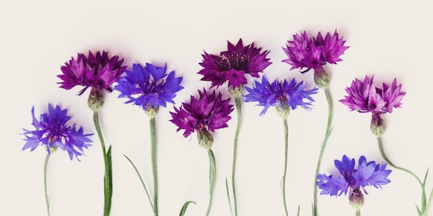 Postura plana com flores naturais de centáurea em fundo branco cartão postal de férias de verão da primavera