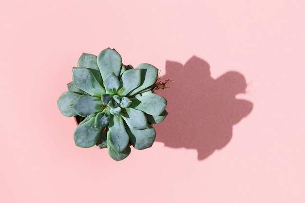 Postura plana de flor suculenta na panela em um rosa pálido