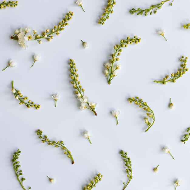 Postura plana de galhos de cerejeira com flores, inflorescências-pincéis sobre fundo azul claro. Tempo de primavera