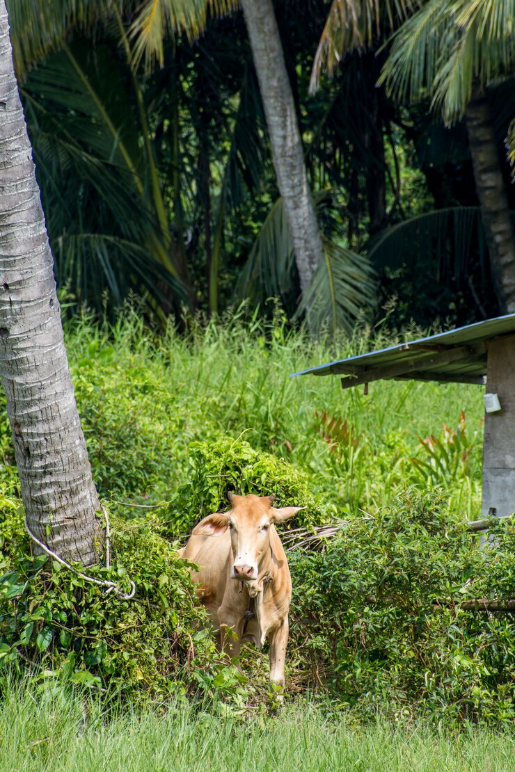 Postura de la vaca en la granja verde al lado del árbol de coco y la casa de madera