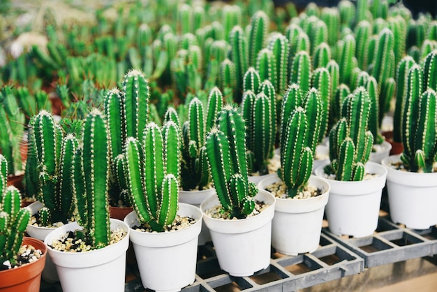 Pote de cactos no jardim de plantas de viveiro natural de cactos, pequenos cactos frescos crescendo em um vaso de flores dentro de casa