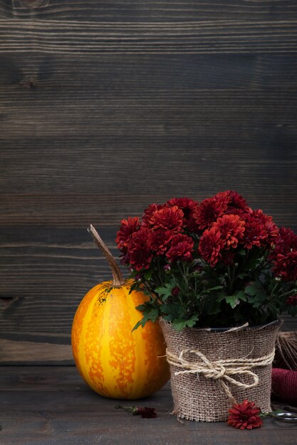 Pote de flores de crisântemo vermelho