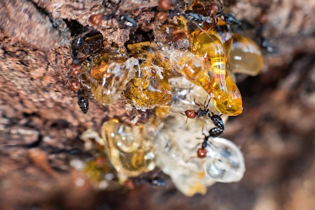 Pote de mel de formiga de cabeça vermelha Myrmecocystus close-up macro