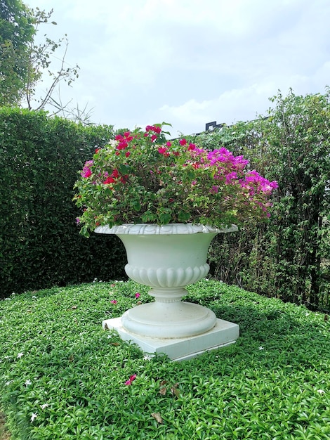Pote ornamental estilo flor romana no jardim