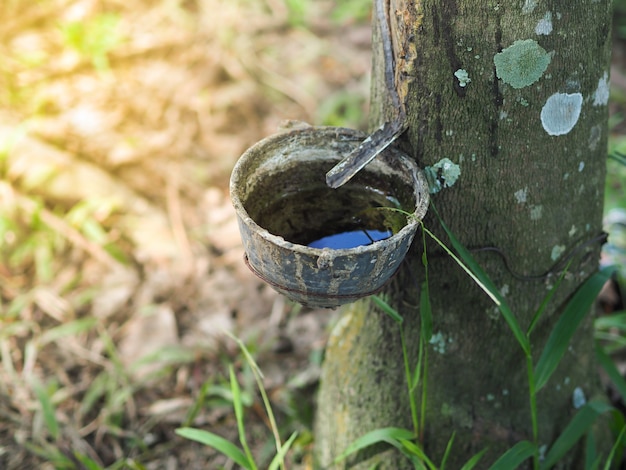 Potenciômetro ou bacia para o látex de borracha enchido na árvore da borracha na plantação, tailândia.