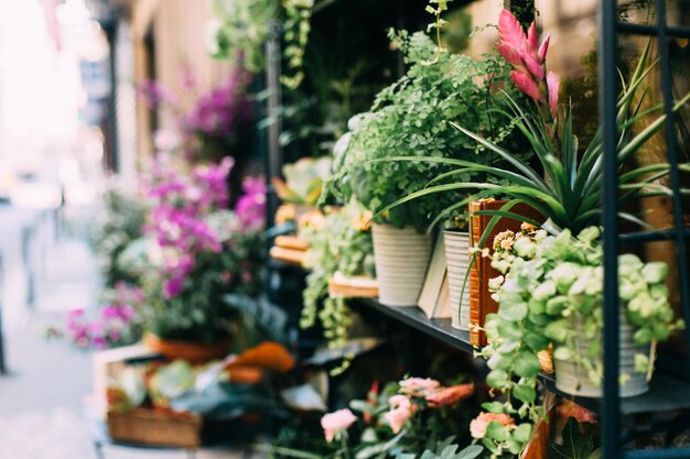Potes de flores en la tienda para la venta