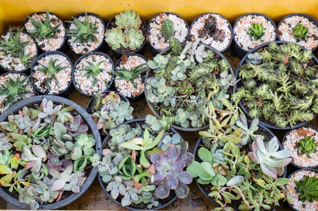 Potes para plantas de cactus en las ventanas