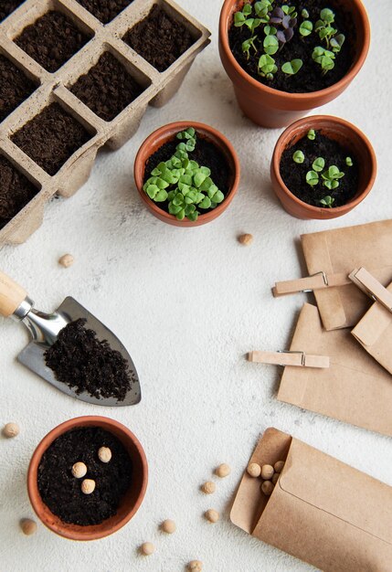 Potes con plántulas de varias verduras