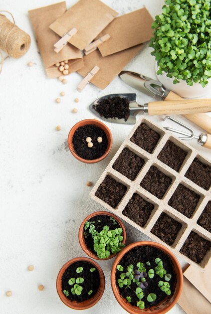 Potes con plántulas de varias verduras