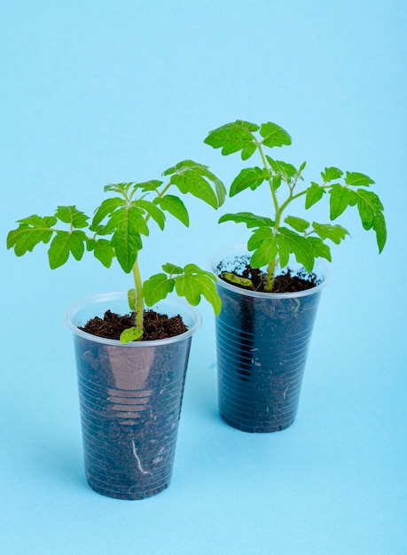 Potes, recipientes com mudas verdes jovens de tomate no azul