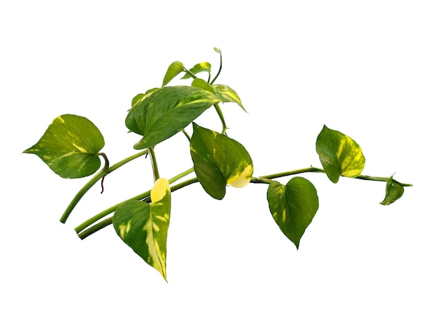 Pothos dorado o hojas de Epipremnum aureum sobre fondo blanco.