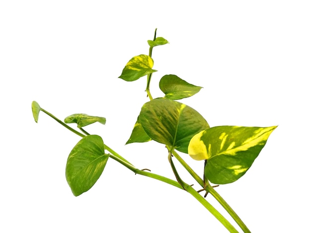 Pothos dorado o hojas de Epipremnum aureum sobre fondo blanco.