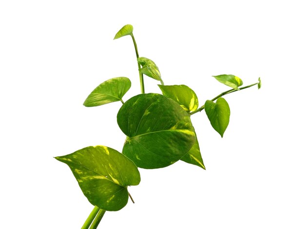 Pothos dorado o hojas de Epipremnum aureum sobre fondo blanco.