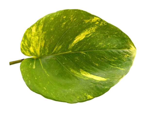 Pothos dorado o hojas de Epipremnum aureum sobre fondo blanco.