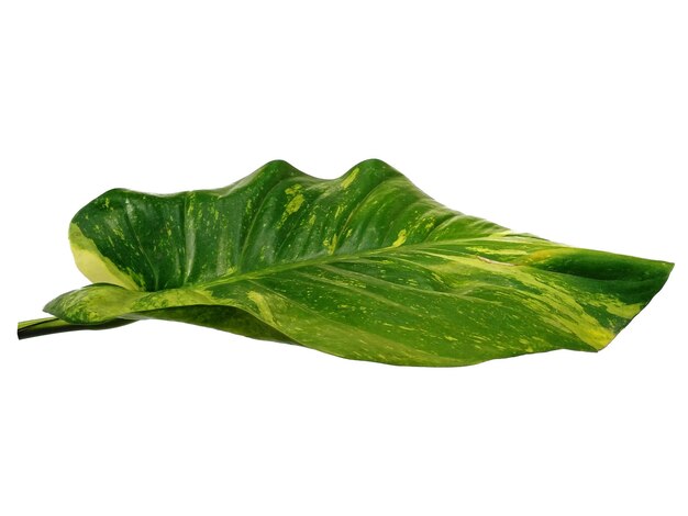 Pothos dourados ou folhas de Epipremnum aureum em fundo branco