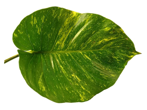 Pothos dourados ou folhas de Epipremnum aureum em fundo branco