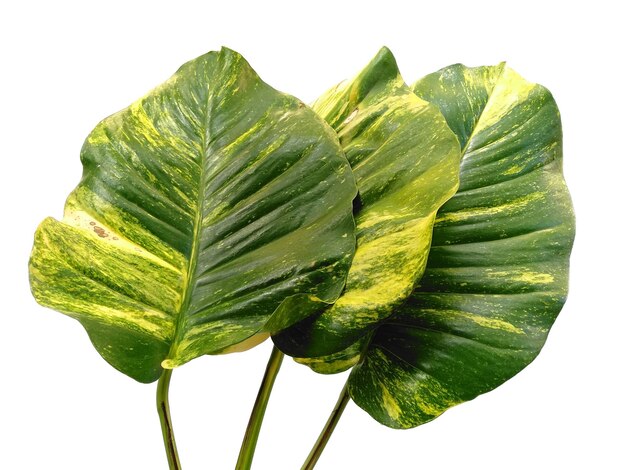 Pothos dourados ou folhas de Epipremnum aureum em fundo branco