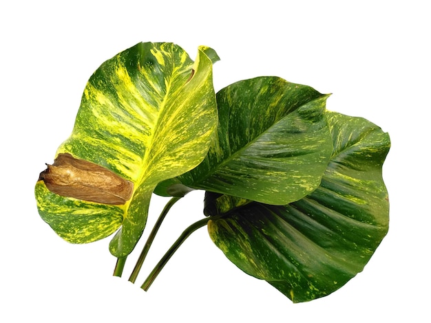 Pothos dourados ou folhas de Epipremnum aureum em fundo branco