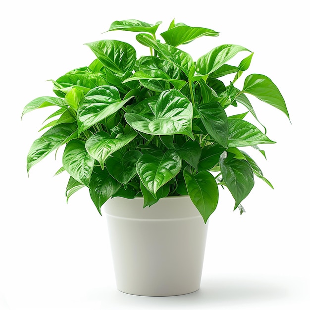 Pothos Epipremnum aureum en la olla blanca