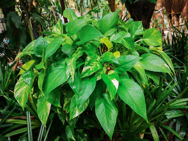 Pothos de oro crecido en un jardín. (Epipremnum aureum)