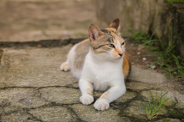Foto potrait de hermoso gato doméstico
