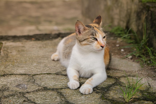 Potrait de hermoso gato doméstico