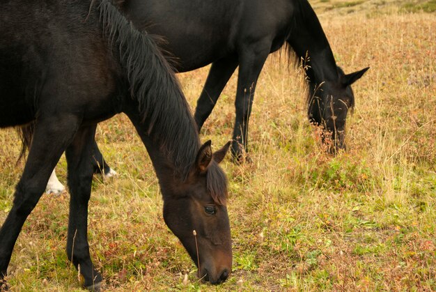 Potro de un año pastando con su caballo madre, primer plano