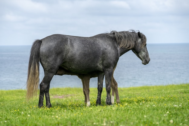 Potro atrás de um cavalo preto perto do lago