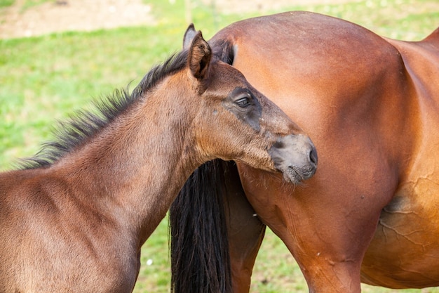 Potro bayo que está con su madre en el verano en un prado