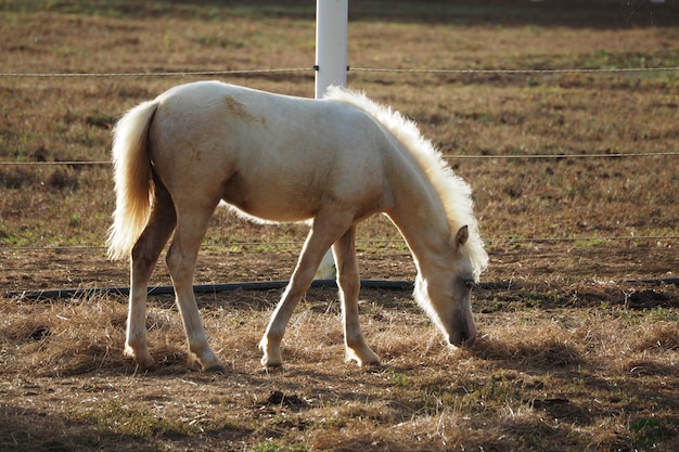 Potro branco comendo palha em uma fazenda