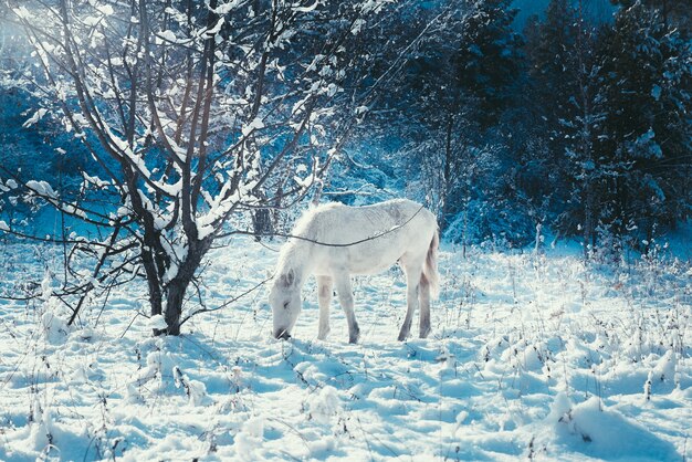 Potro branco no fundo de uma fabulosa paisagem de inverno na véspera de Natal,