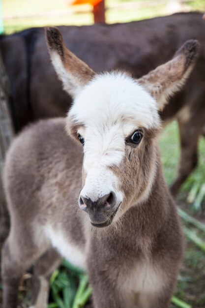 Potro burro