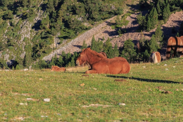 Potro de caballo marrón en perfil acostado durmiendo en la montaña verde