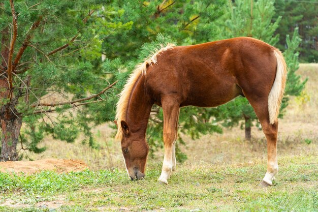 Un potro castaño pasta en un prado al borde de un bosque de pinos