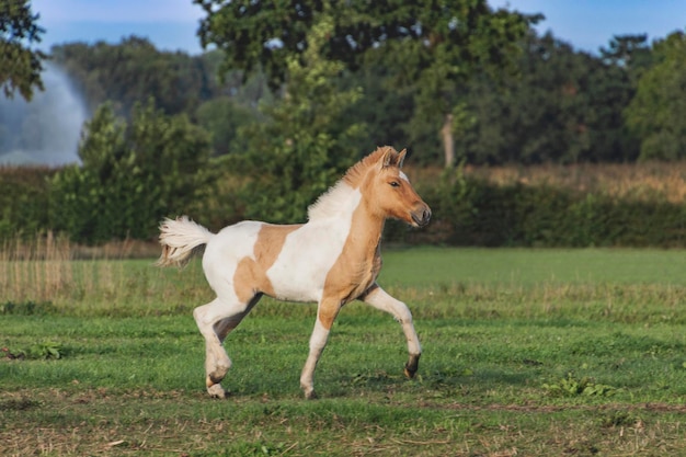 Potro cavalo islandês malhado com uma bela pelagem leve