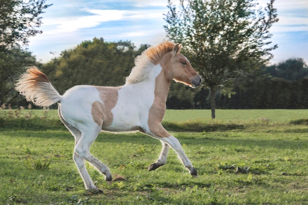 Potro cavalo islandês malhado com uma bela pelagem leve