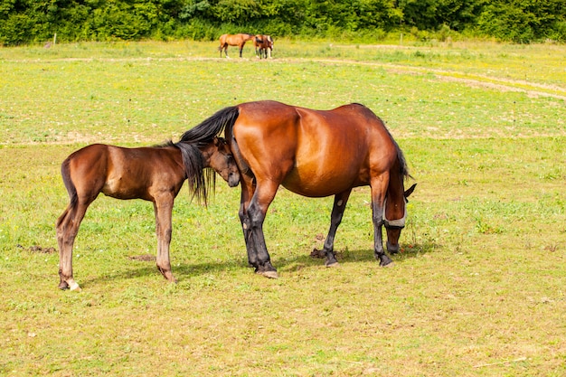 Potro de baía que está com sua mãe no verão em um prado