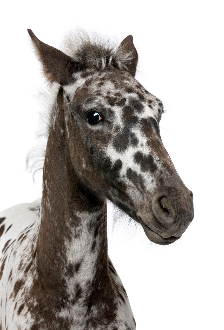 Foto potro de mestiços entre um appaloosa e um cavalo friesian