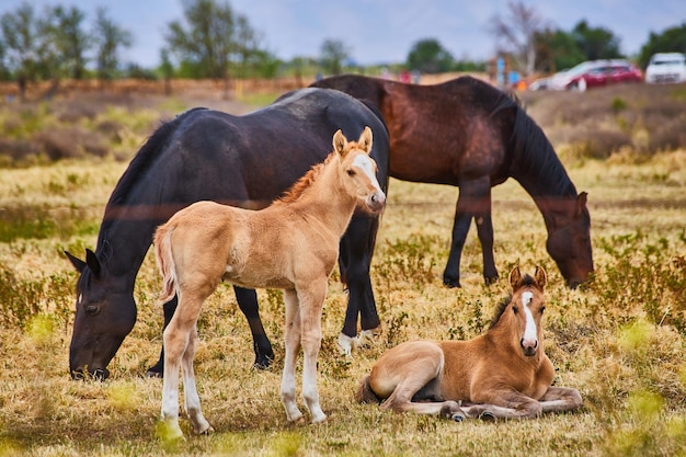 Potro e cavalos na fazenda descansando na sombra